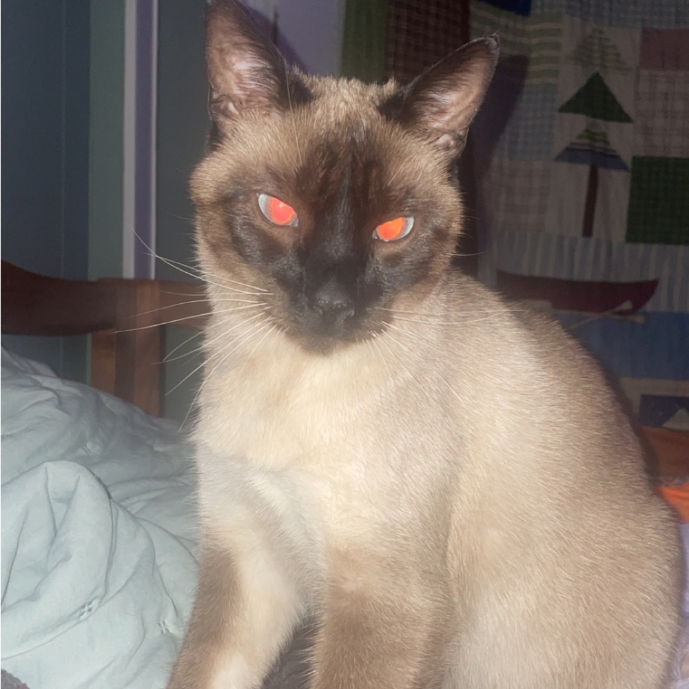 Meet your Posher, Mangel